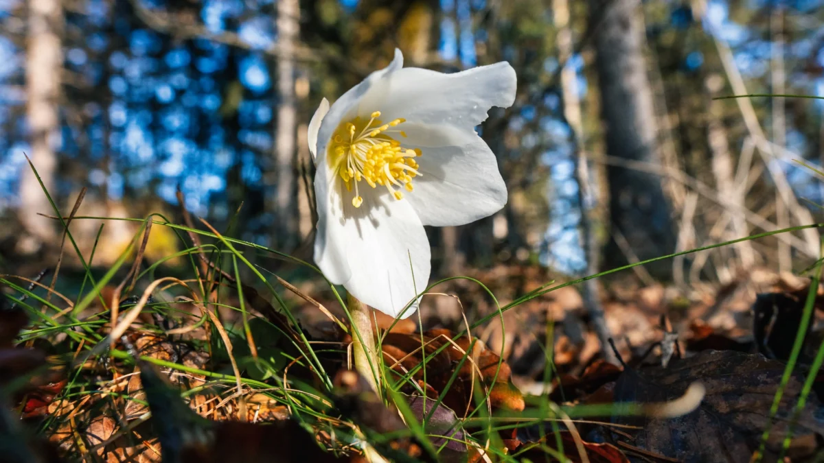 Ein Bild auf 5min.at zeigt eine Schneerose.