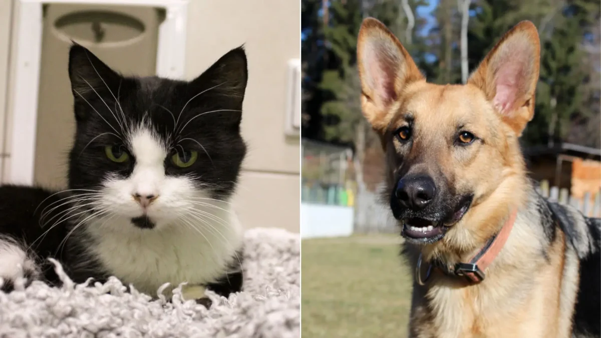 Das Bild auf 5min.at zeigt eine Katze und einen Hund.