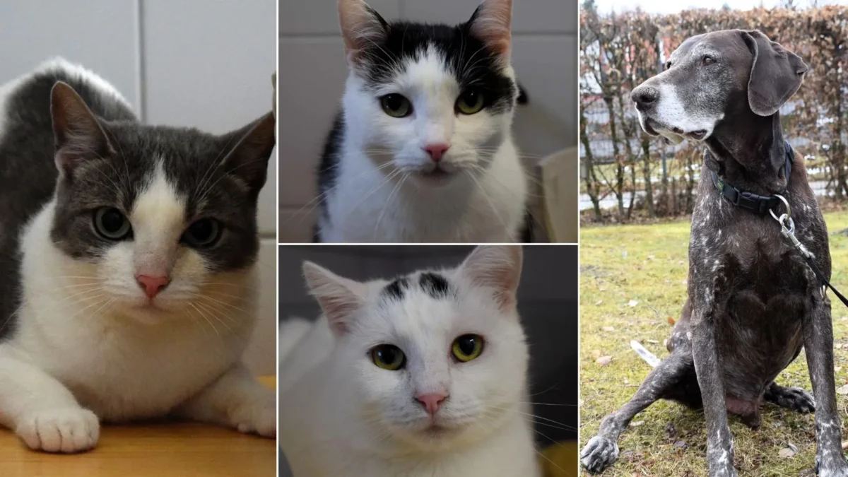 Ein Bild auf 5min.at zeigt vier Katzen und einen Hund.