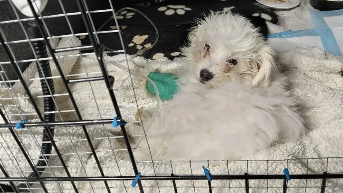 Auf dem Foto von www.5min.at sieht man einen kranken Welpen im Tierheim.