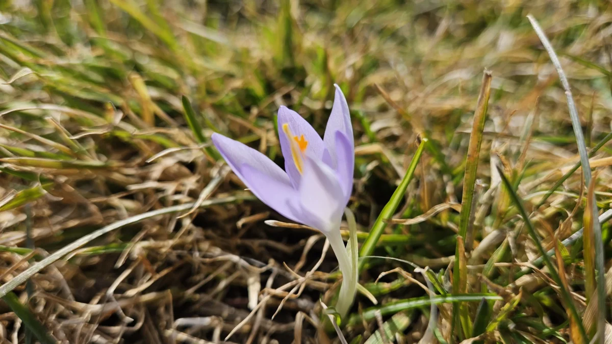 Das Bild auf 5min.at zeigt eine Blume im Frühling.