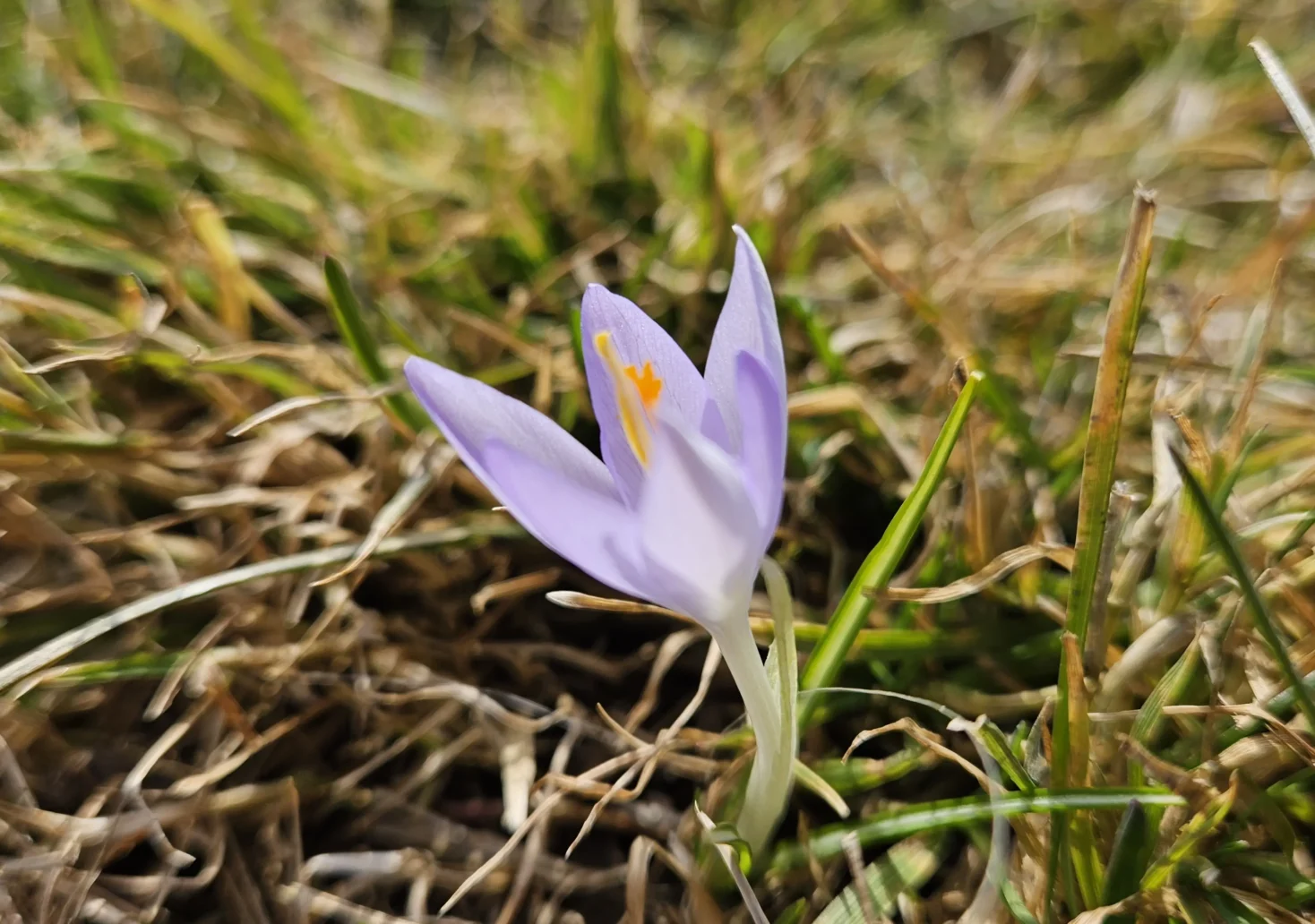 Das Bild auf 5min.at zeigt eine Blume im Frühling.
