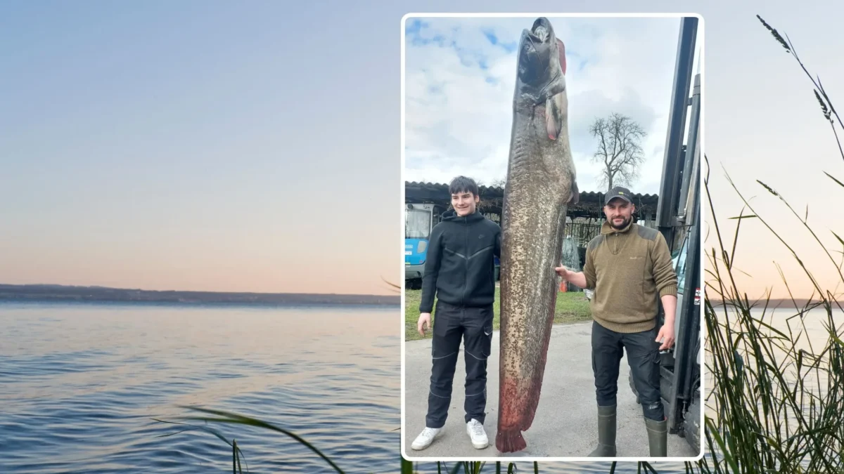 Foto in Beitrag von 5min.at zeigt im Hintergrund den Bodensee und im Vordergrund die Fischer mit dem Riesenwels.