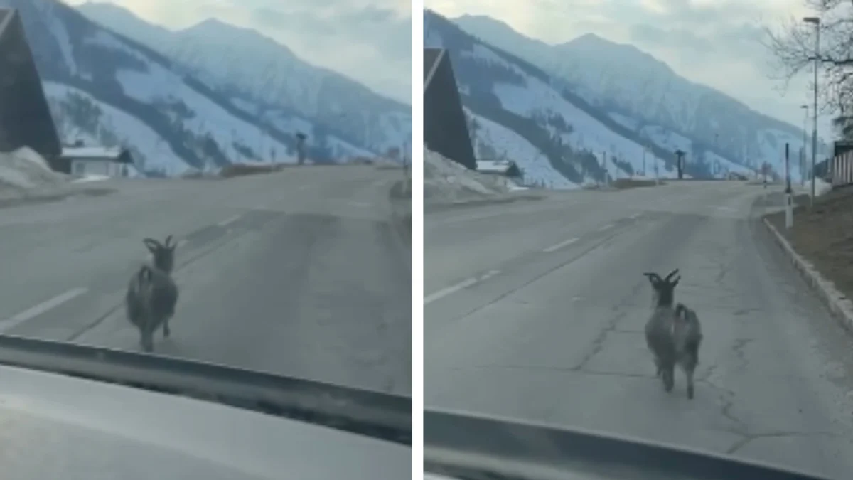 Das Bild auf 5min.at zeigt Ziege Molly in Obertilliach auf der Straße.