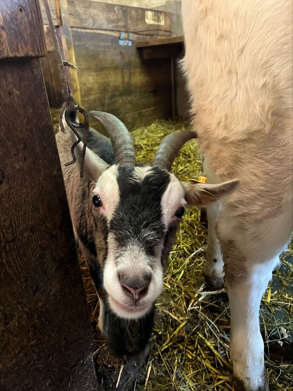 Das Bild auf 5min.at zeigt die Ziege Molly im Hotel Tillga Glück.