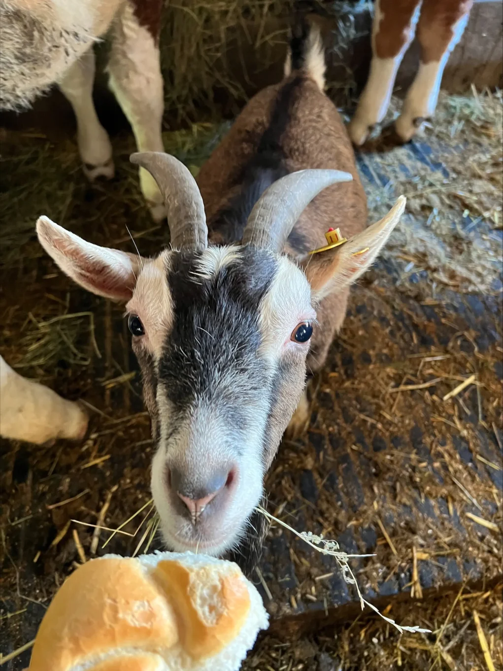 Das Bild auf 5min.at zeigt die Ziege Molly im Hotel Tillga Glück.