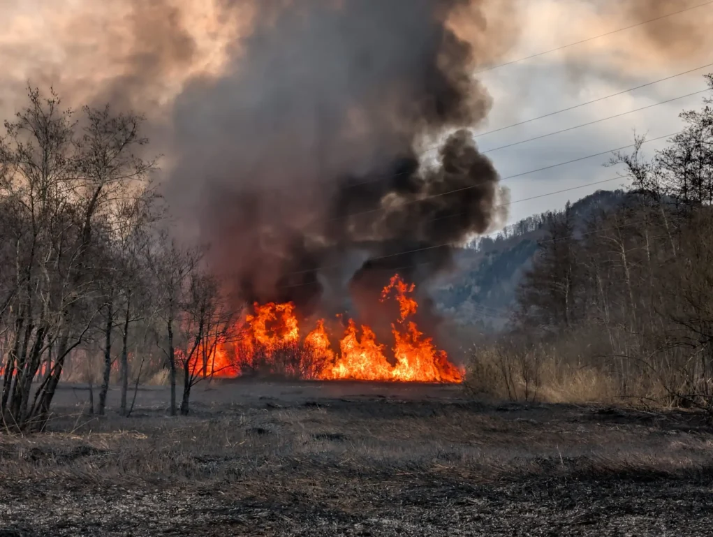 Das Bild auf 5min.at zeigt einen Schilfbrand.