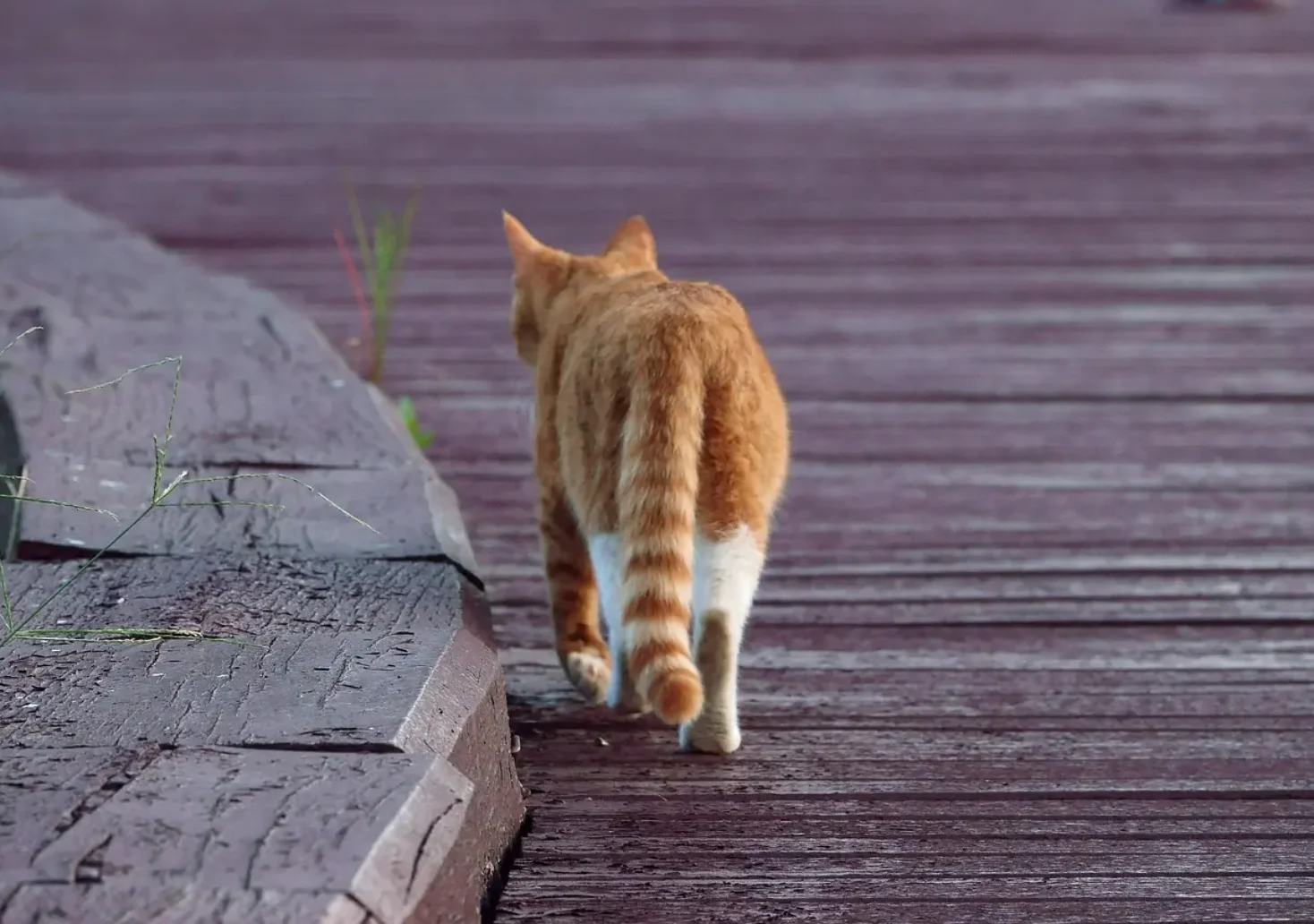 Das Bild auf 5 min.at zeigt eine Katze.