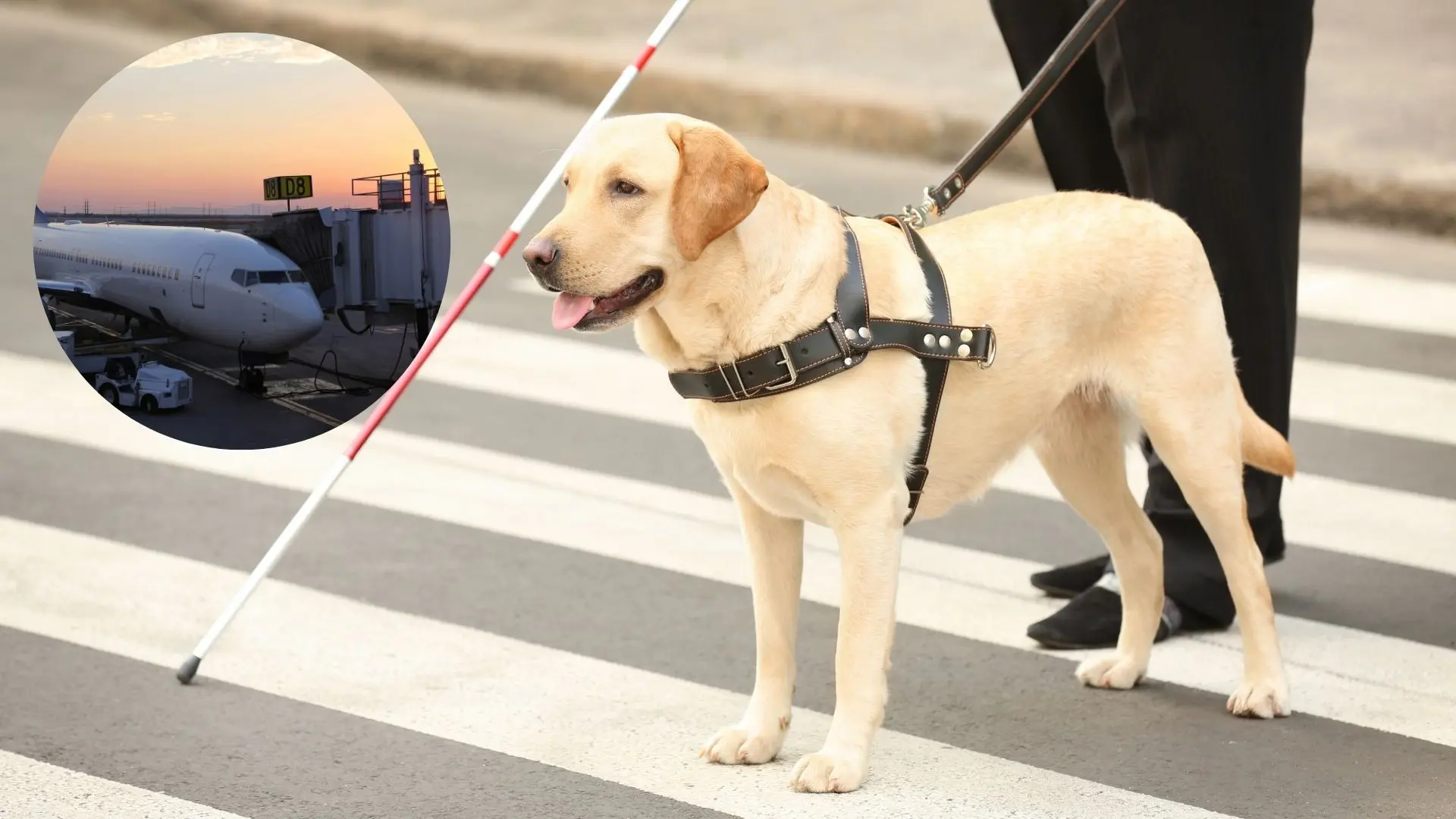 Auf dem Foto von www.5min.at sieht man ein Flugzeug und einen Blindenhund.