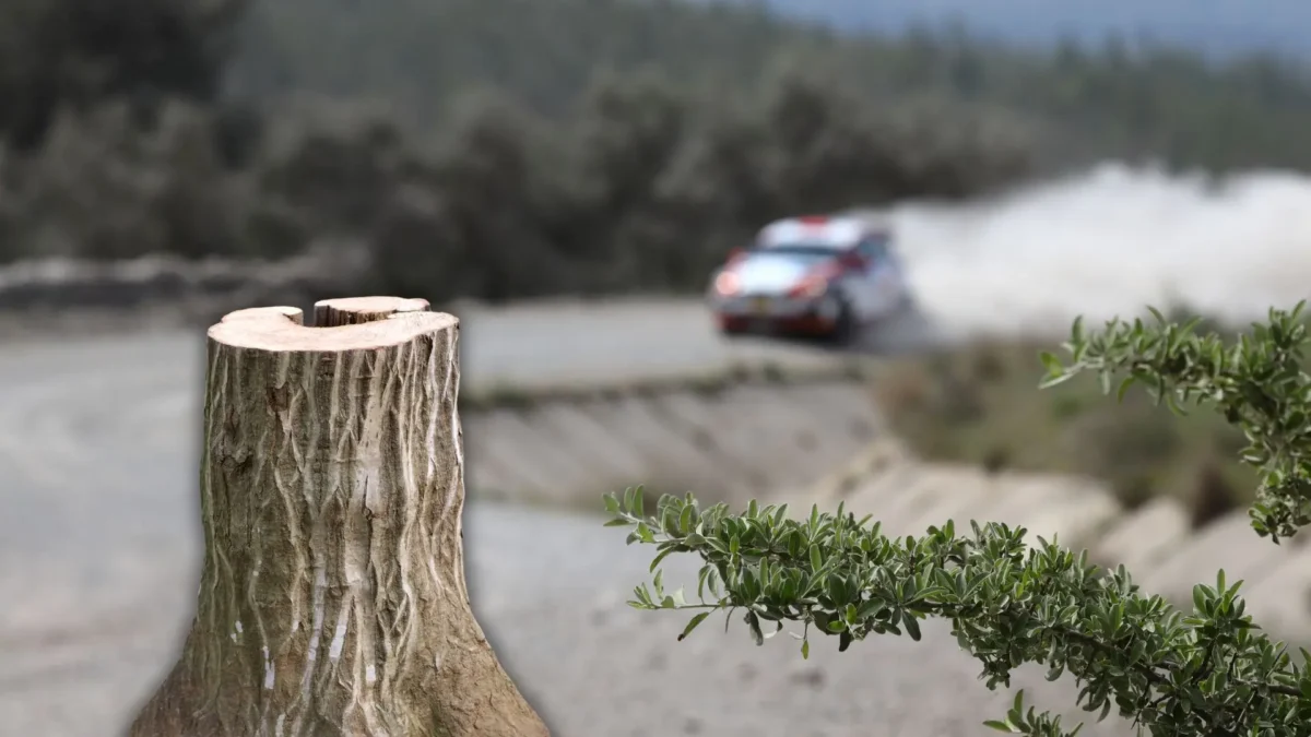 Das Bild auf www.5min.at zeigt einen Baumstamm und ein Rennauto.