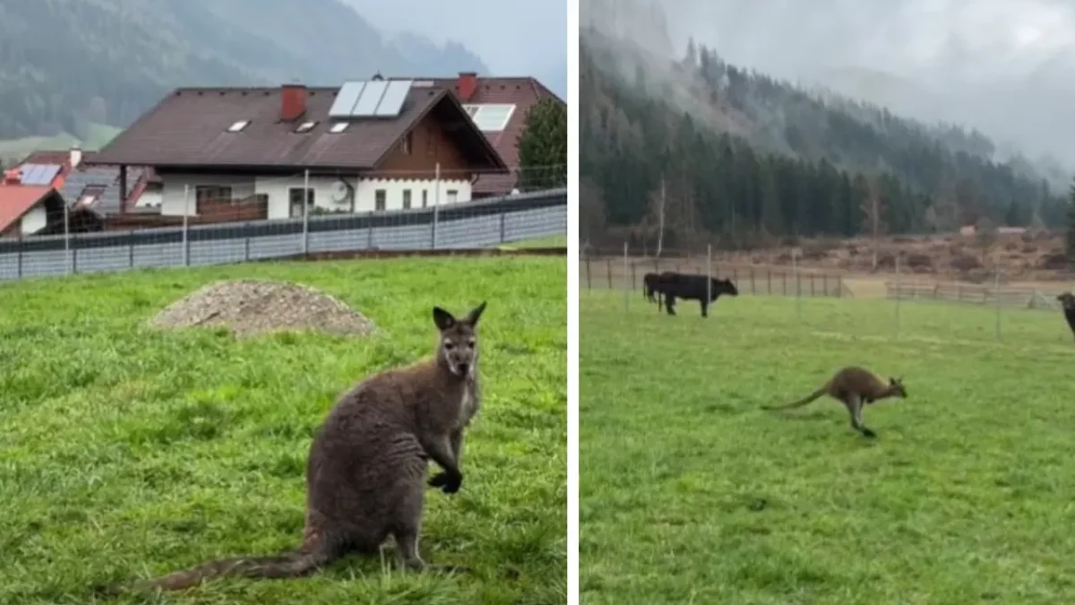 Bild auf 5min.at zeigt Kängurus.
