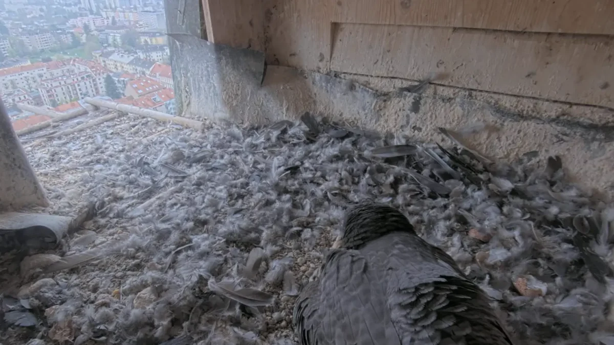 Auf dem Foto von www.5min.at sieht man Falken bei der Herz-Jesu-Kirche.