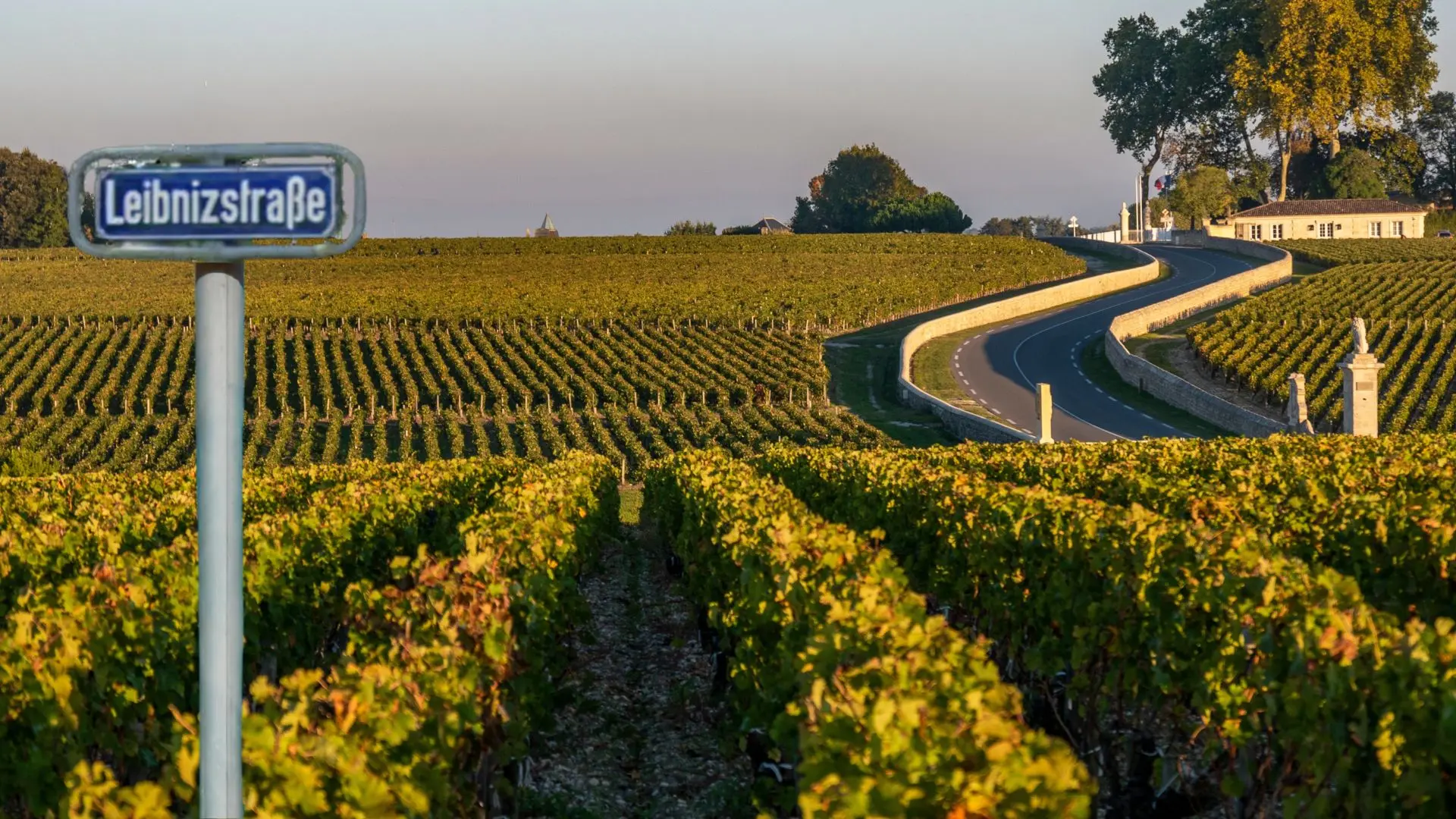 Auf dem Foto von www.5min.at sieht man Weinreben und ein Straßenschild Leibnitz.