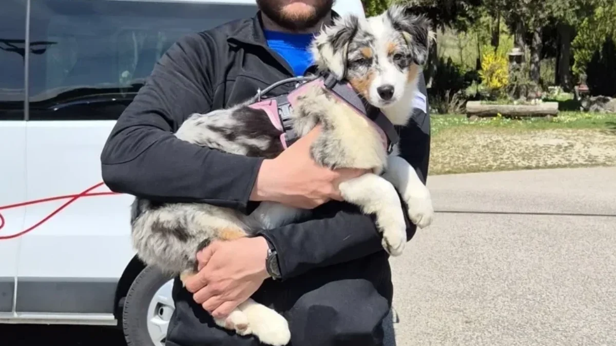 Das Bild auf www.5min.at zeigt einen Mann mit einem Hund.