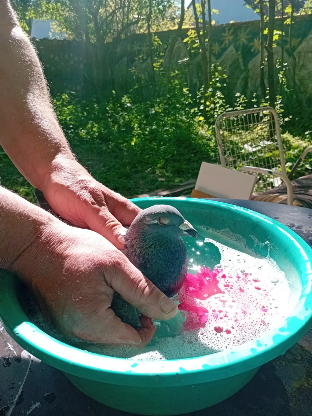 auf dem bild von 5min.at sieht man taube dorothea beim baden.