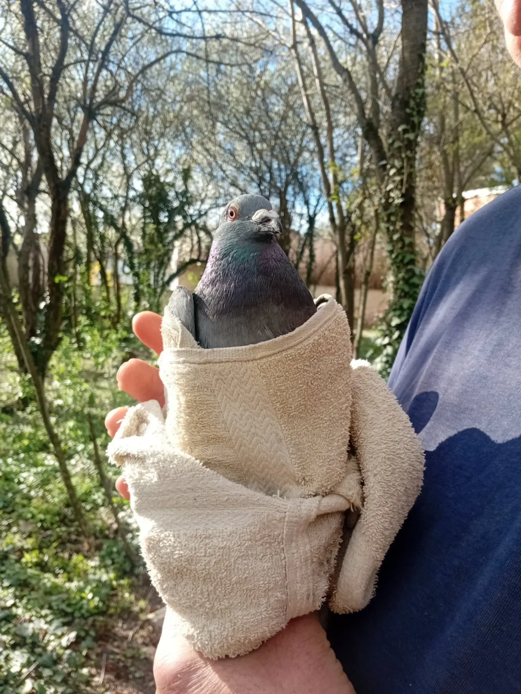 auf dem bild von 5min.at sieht man taube dorothea mit einem handtuch.