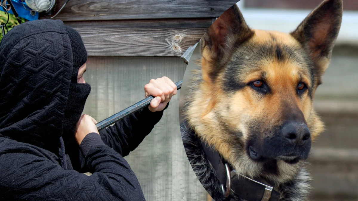 Das Bild auf 5min.at zeigt einen Wachhund der einen Einbrecher schnappt.