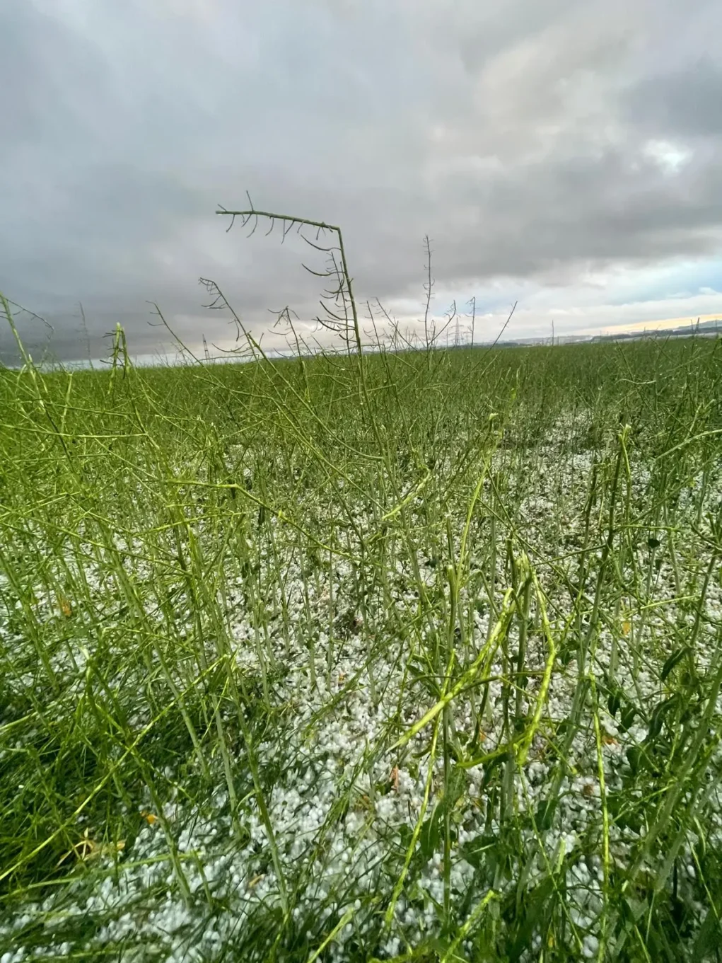 Foto in Beitrag von 5min.at zeigt Schäden, die der Hagel angerichtet hat.
