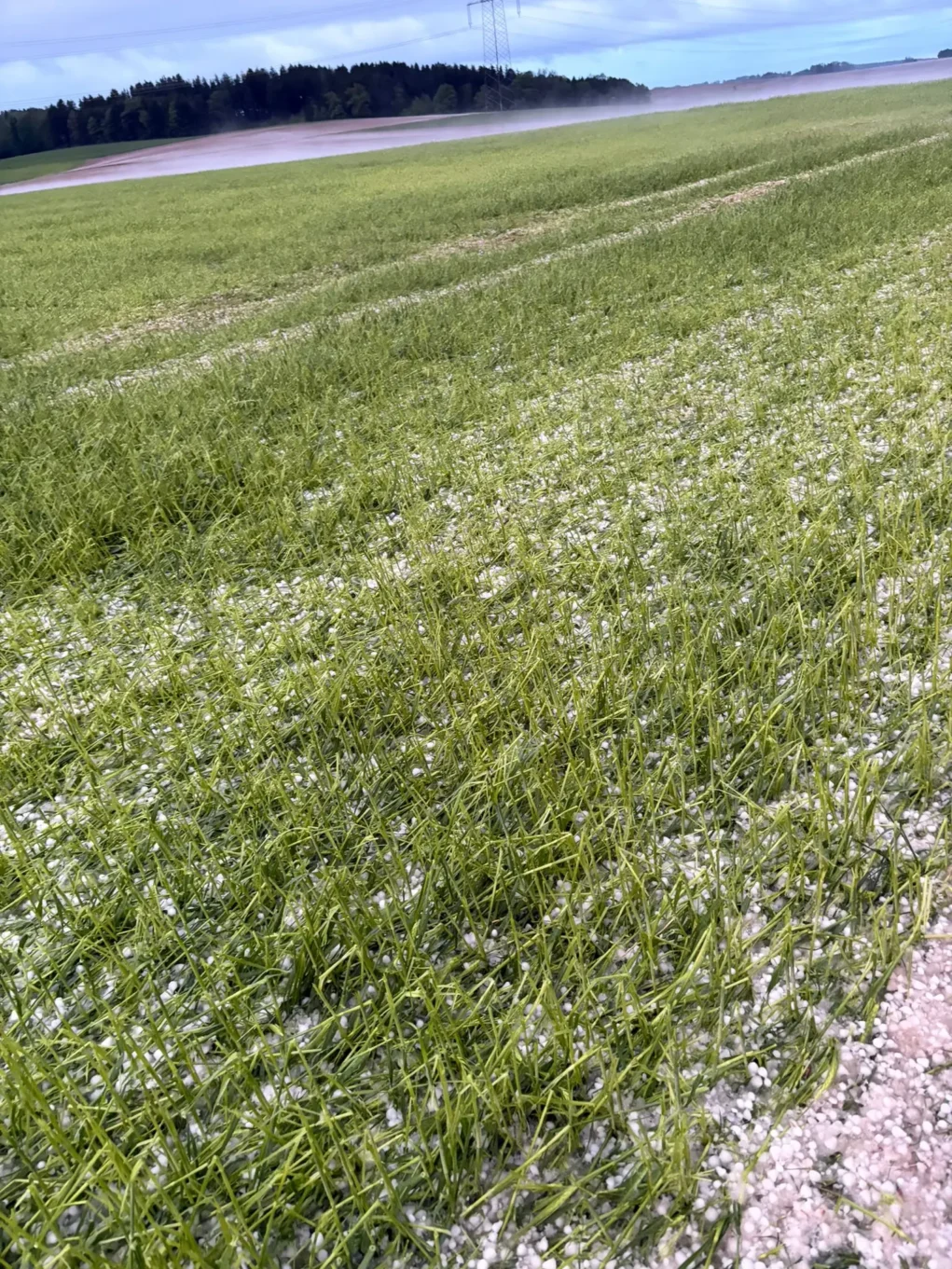Foto in Beitrag von 5min.at zeigt weitere Schäden, die der Hagel in der Landwirtschaft angerichtet hat.