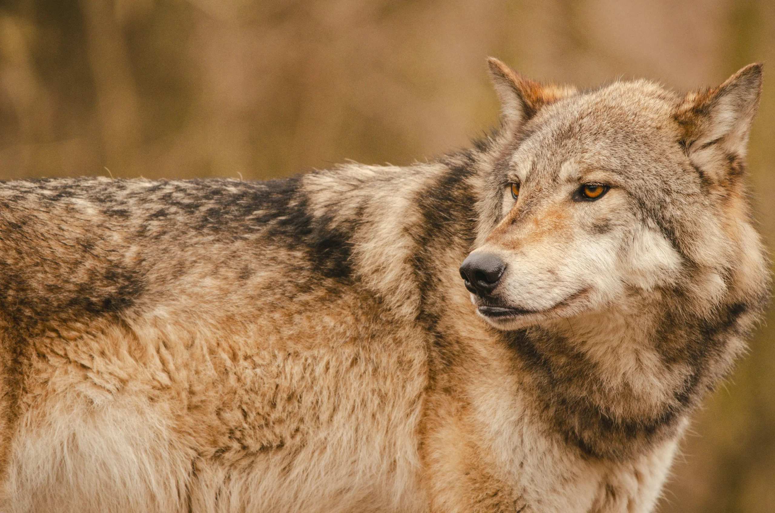 Das Bild auf 5min.at zeigt einen Wolf.
