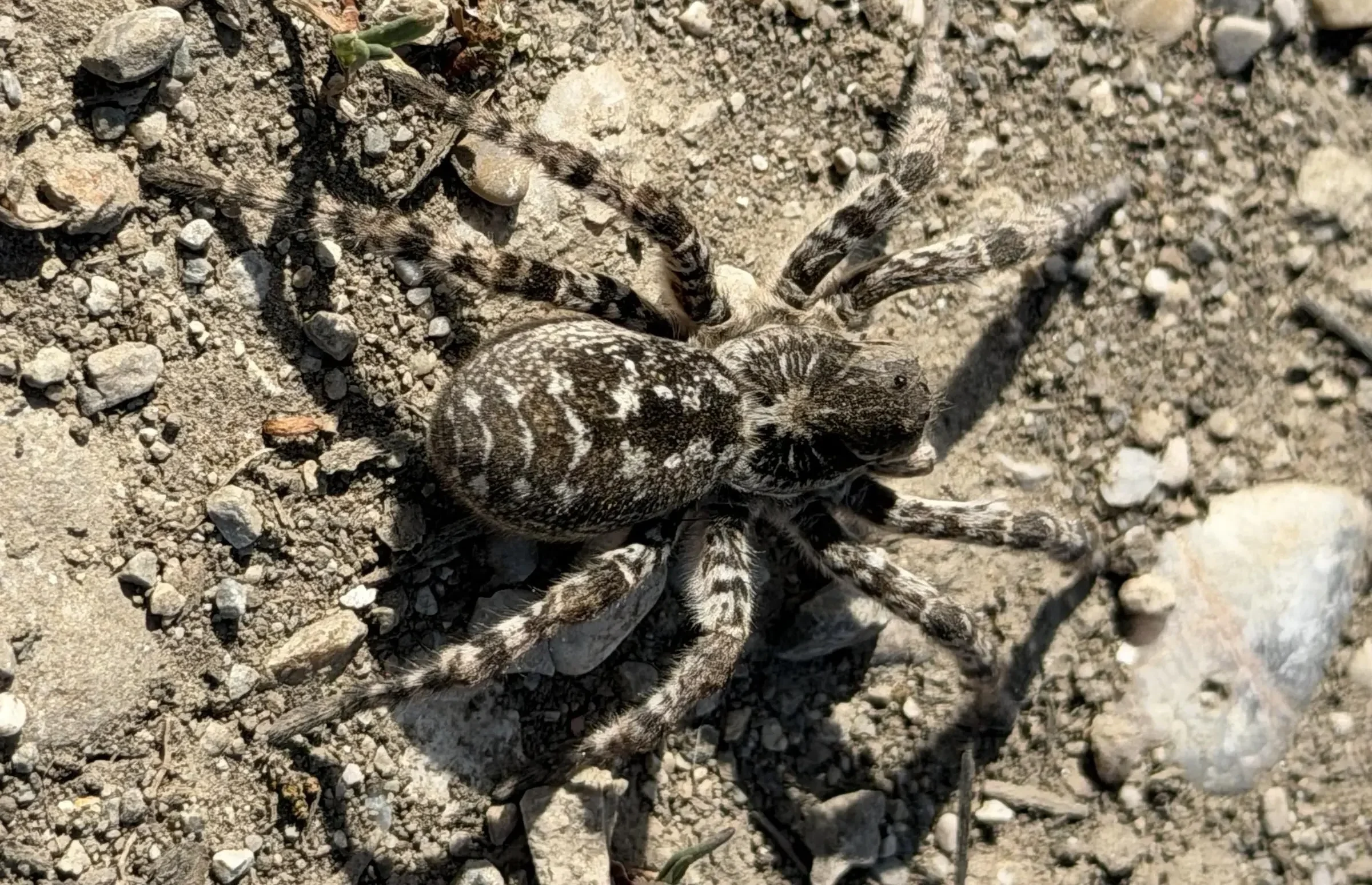 Foto in Beitrag von 5min.at zeigt die Südrussische Tarantel in freier Wildbahn.