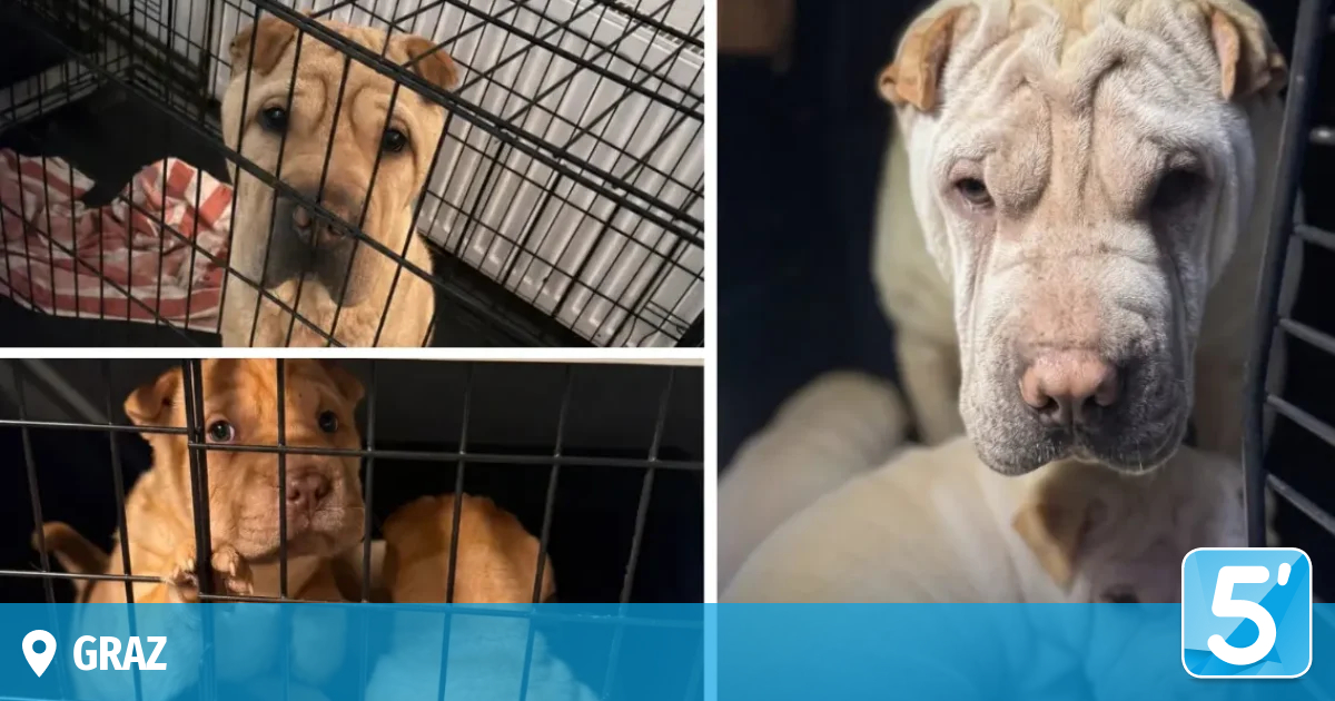 „Wie Ware gelagert“: 73 Hunde aus schlimmer Haltung gerettet